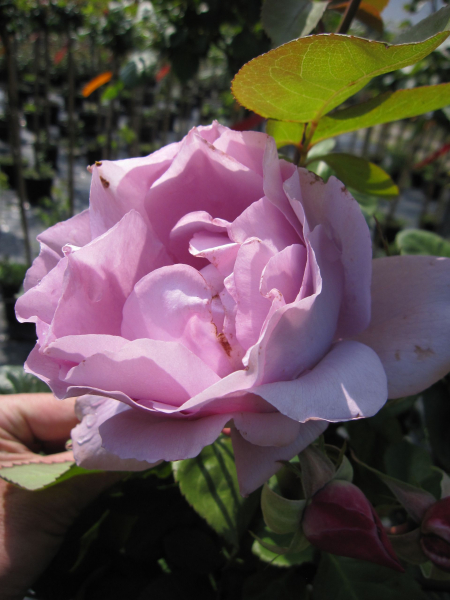 Rosa Harry Edland